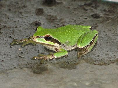 Pacific Tree Frog Alchetron The Free Social Encyclopedia