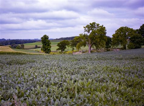 Rolling Hills Of Wisconsin Crops Under A Cloudy Sky Stock Image Image