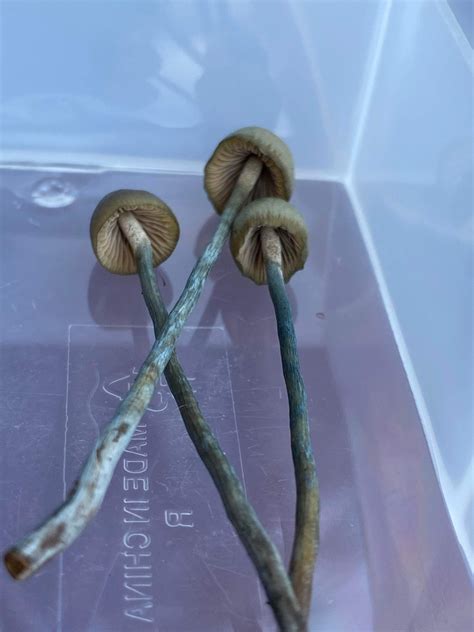 Psilocybe Pelliculosa In October 2023 By Sophie Colley INaturalist