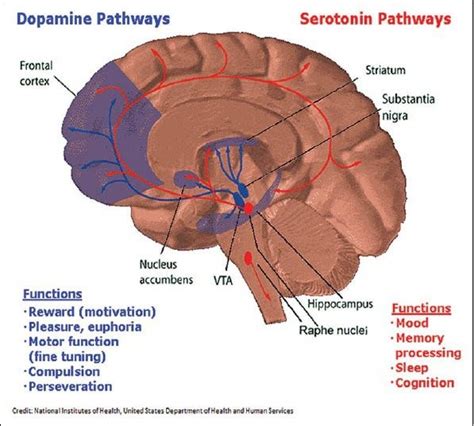 Dopamine Pathways Diagram