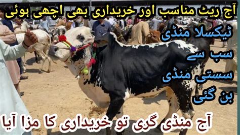 Taxila Cow Mandi Main Qurbani 2023 Kay Bulls Fresh Updates Of Cattle