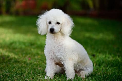 Barboncino Carattere E Caratteristiche Di Questo Cane Di Piccola