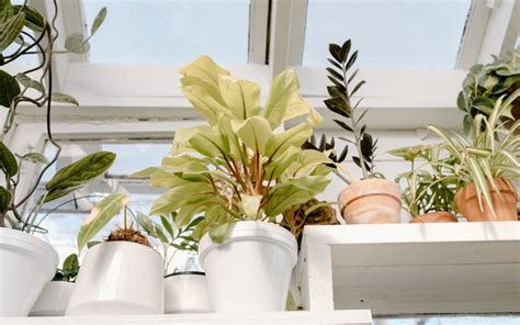 Your Ultimate Guide to Greenhouse Windows | Zameen Blog