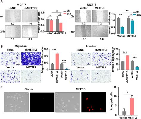 Inhibition Of Mettl Drives Bc Cell Migration And Invasion In Vitro A