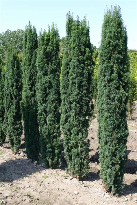 Schmale Säuleneibe Taxus baccata Fastigiata Robusta 200 225 cm