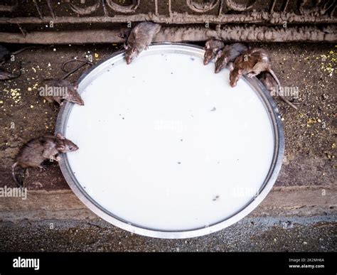 Holy Rats Kabba Drinking Milk Inside Karni Mata Temple Deshnoke