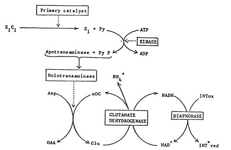 Aspartate Aminotransferases; Glutamic-Oxaloacetic Transaminase; SGOT; Aspartate Aminotransferase ...