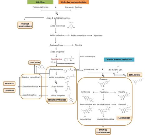 Esquema da via de síntese dos compostos fenólicos Modificado de