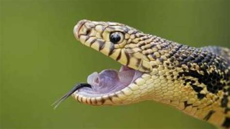 Snake Bites সাপে কামড়ালে কী করবেন আর কী করবেন না Bengali News