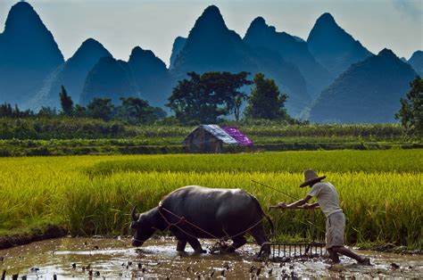 Green Paddy Field Wallpapers - Wallpaper Cave