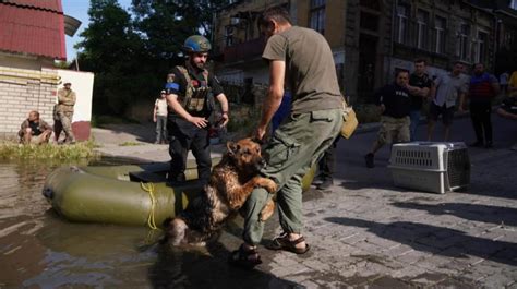 German Shepherd Rescued After Russia Blew Up Kakhovka Power Plant Finds