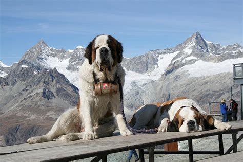 Сенбернар описание породы собак, характеристики, внешний вид, история ...