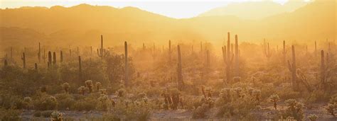 Sonoran Desert National Monument Sunset