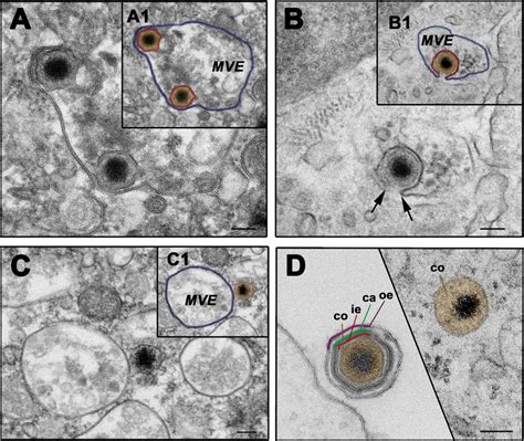 Asfv Fuses Through The Inner Envelope At Late Multivesicular Endosomes