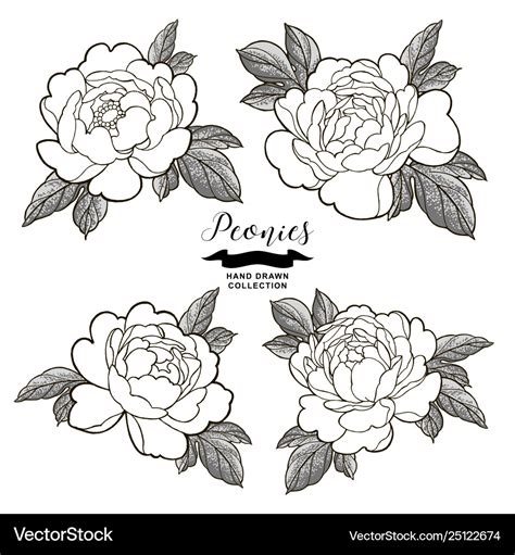 Peony Flowers Outlines Hand Drawn Flowers Vector Image