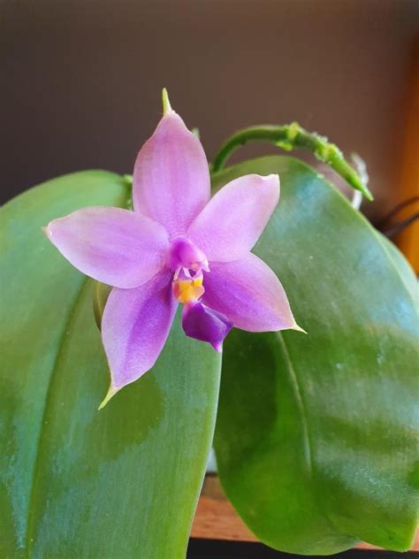 Re Phalaenopsis Bellina X Violacea Samera