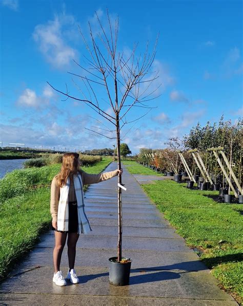 Pruimenboom Prunus Domestica Opal Struikenshop