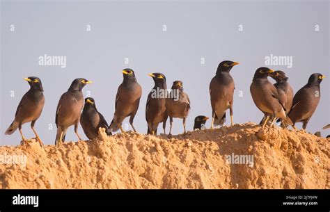 Myna Bird Range