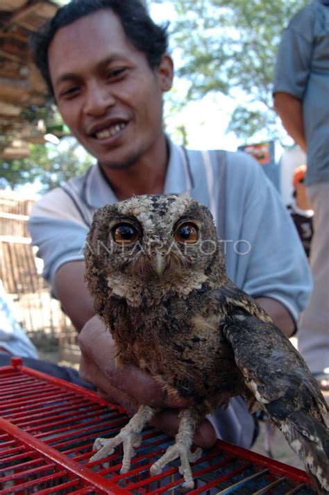 BURUNG HANTU ANTARA Foto