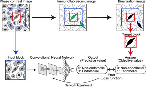 The Application Of Convolutional Neural Network To Stem Cell Biology