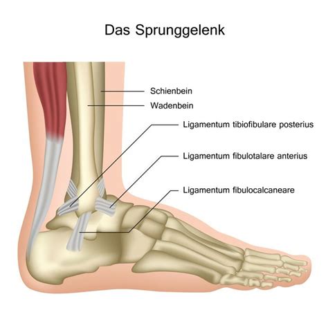 Fu Und Sprunggelenk Anatomie Und Erkrankungen