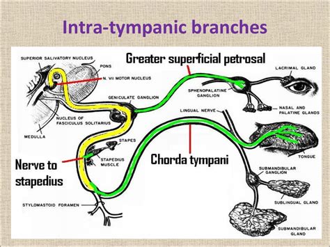 Clinical Anatomy Of Facial Nerve And Facial Nerve Palsy