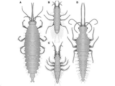 Different Neuropteran Larvae With Mandibles Relatively Long Compared To