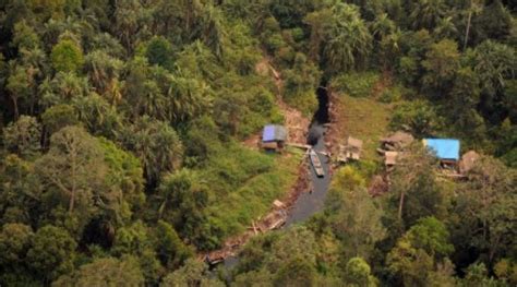 11 Contoh Hutan Lindung Di Indonesia Beserta Manfaatnya