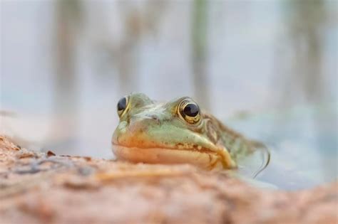 Premium Photo Iberian Green Frog Pelophylax Perezi Malaga Spain