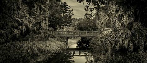 Florida Rainforest | Anasanzllorensphotog