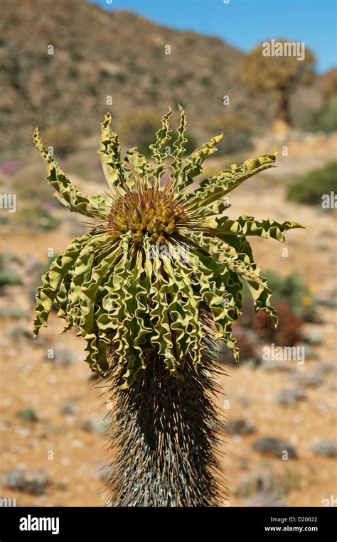 Halfmens Mit Bl Tenstand Pachypodium Namaquanum Apocynaceae Goegap