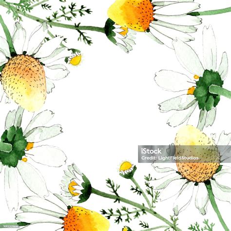 Chamomile Floral Botanical Flower Watercolor Background Illustration