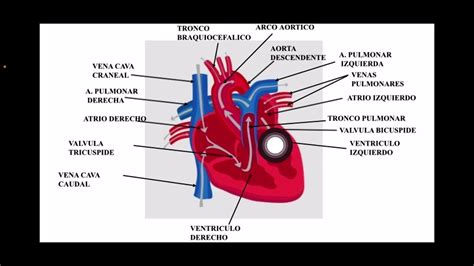 Recorrido De Una Gota De Sangre Equina Desde La Vena Cava Caudal Hasta