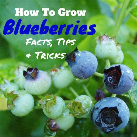 How To Grow Blueberries Growing Blueberries Blueberry Bushes