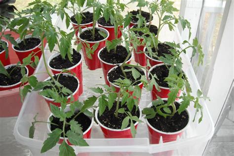 Grow Your Own Tomato Plants Thriftyfun