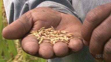 Meio Dia Paraná Maringá Chineses desenvolvem tipo de arroz que pode