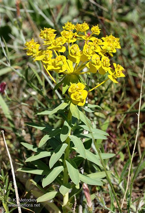 Euphorbia Nicaeensis Picture The Bulgarian Flora Online