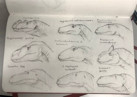 Dinosaur sketches by broughthere on DeviantArt