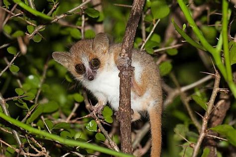 Reddish Gray Mouse Lemur Photo Imagebroker Bernd Rohrschneider