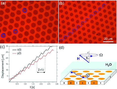 microscope image  paramagnetic particles rotating
