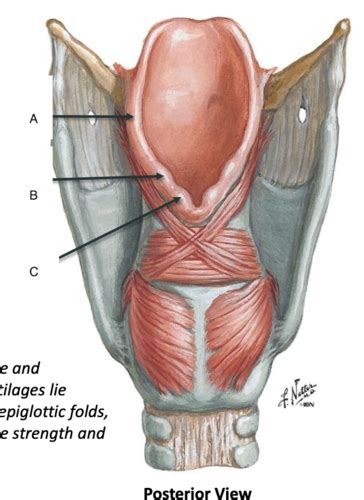 Phonation Anatomy Diagrams Only Flashcards Quizlet