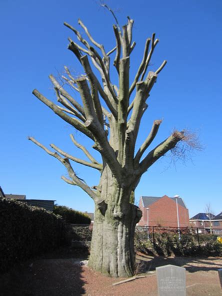 De Rode Beuken Op Het Kerkhof Van Meterik