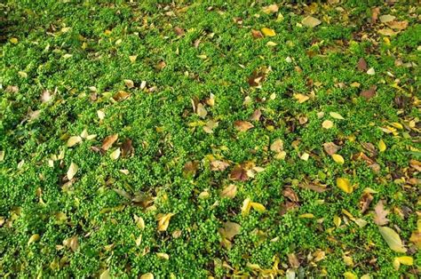 How to Control Moss in Your Lawn | Crewcut Lawn & Garden