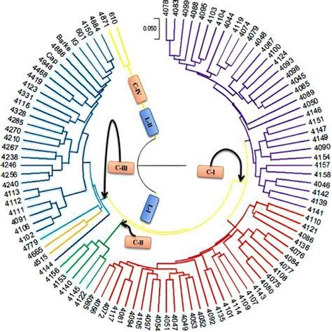 Separation On Gel Of Cleaved Amplified Polymorphic Sequences Caps