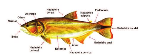 Anatomia externa de peixe ósseo Download Scientific Diagram