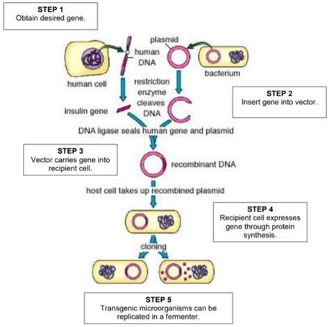 Recombinant Dna Technology Flashcards Quizlet