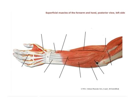 Posterior Superficial Muscles Of The Forearm Quiz