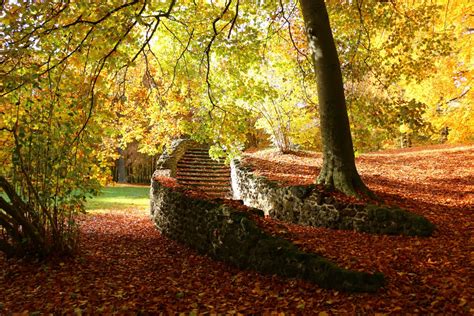 Fotoğraf ağaç doğa orman şube Güneş ışığı Yaprak sonbahar park