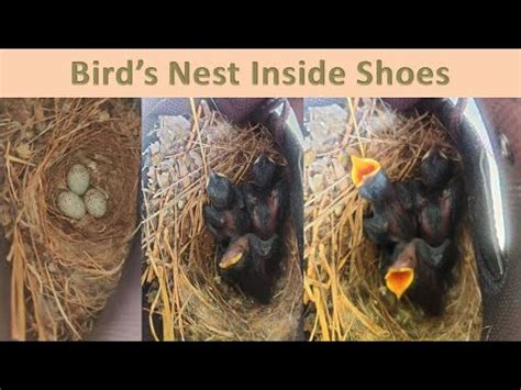 Weekend Fun Birds Nest Inside Shoe KANNADA VLOGS 30 YouTube