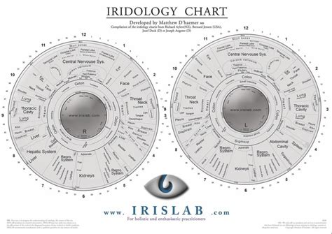 How To Read Iridology Chart The Definitive Guide Iriscope